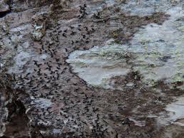 Attēlu rezultāti vaicājumam “Opegrapha rufescens”