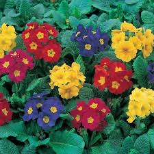 Attēlu rezultāti vaicājumam “Primula x polyantha”