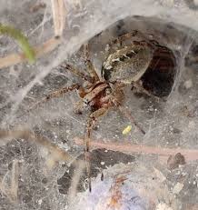 Attēlu rezultāti vaicājumam “Agelena labyrinthica”