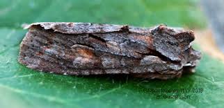 Attēlu rezultāti vaicājumam “Lithophane furcifera”