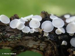 Attēlu rezultāti vaicājumam “Lachnum virgineum”