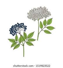 Attēlu rezultāti vaicājumam “Sambucus nigra flower”