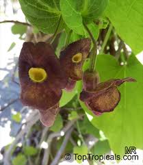 Attēlu rezultāti vaicājumam “Aristolochia durior flower”