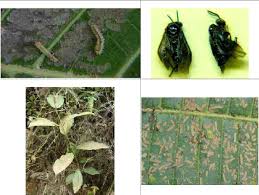 Attēlu rezultāti vaicājumam “Argidae larva”