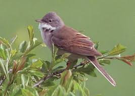 Attēlu rezultāti vaicājumam “Sylvia communis”