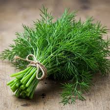 Attēlu rezultāti vaicājumam “Anethum graveolens leaf”