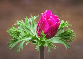 Attēlu rezultāti vaicājumam “Anemone sylvestris bud”