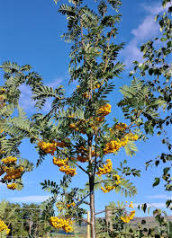 Attēlu rezultāti vaicājumam “Sorbus”