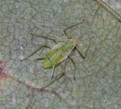 Attēlu rezultāti vaicājumam “Drepanosiphum platanoidis”