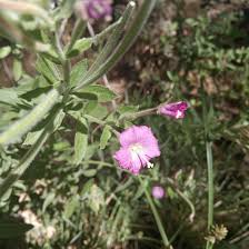 Attēlu rezultāti vaicājumam “Epilobium hirsutum”