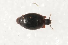 Attēlu rezultāti vaicājumam “Hypocaccus rugiceps”