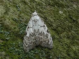 Attēlu rezultāti vaicājumam “Nola confusalis”