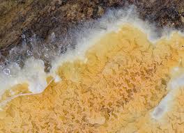 Attēlu rezultāti vaicājumam “Leucogyrophana sororia”