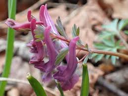 Attēlu rezultāti vaicājumam “Corydalis solida flower”