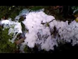 Attēlu rezultāti vaicājumam “Brefeldia maxima macro”