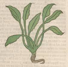 Attēlu rezultāti vaicājumam “Bistorta major leaf”