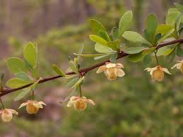 Attēlu rezultāti vaicājumam “Berberis thunbergii flower”