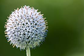 Attēlu rezultāti vaicājumam “Echinops sphaerocephalus flower”
