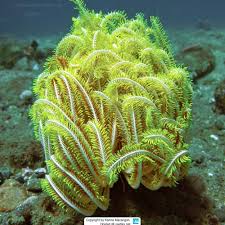 Attēlu rezultāti vaicājumam “Comatricha elegans var. microspora”