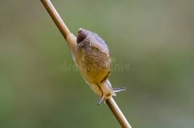 Attēlu rezultāti vaicājumam “Succinea”