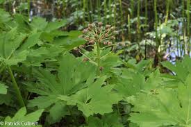 Attēlu rezultāti vaicājumam “Petasites spurius leaf”