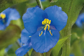 Attēlu rezultāti vaicājumam “Commelina coelestis”