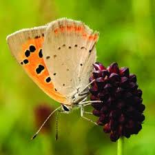 Attēlu rezultāti vaicājumam “Maculinea teleius underside”