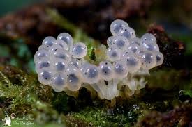 Attēlu rezultāti vaicājumam “Lycogala conicum macro”