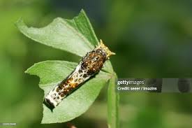 Attēlu rezultāti vaicājumam “Ptilodon capucina larva”