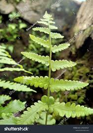 Attēlu rezultāti vaicājumam “Dryopteris cristata”