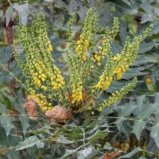 Attēlu rezultāti vaicājumam “Mahonia aquifolium flower”