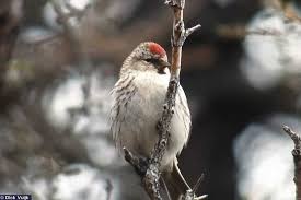 Attēlu rezultāti vaicājumam “Carduelis flammea”