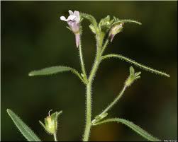 Attēlu rezultāti vaicājumam “Microrrhinum minus leaf”