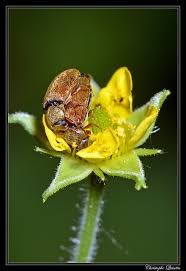 Attēlu rezultāti vaicājumam “Byturus ochraceus”