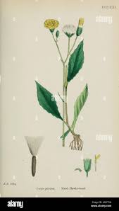 Attēlu rezultāti vaicājumam “Crepis paludosa leaf”