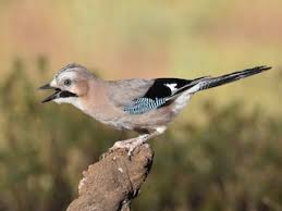 Attēlu rezultāti vaicājumam “Garrulus glandarius adult”