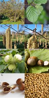 Attēlu rezultāti vaicājumam “Corylus avellana fruit”