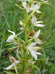 Attēlu rezultāti vaicājumam “Platanthera bifolia”