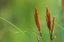 Attēlu rezultāti vaicājumam “Carex acutiformis flower”