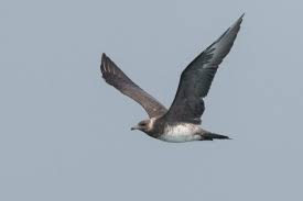 Image result for Stercorarius parasiticus