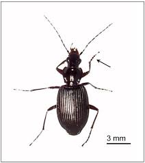 Attēlu rezultāti vaicājumam “Polypogon tentacularius male”