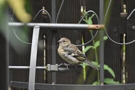 Attēlu rezultāti vaicājumam “Fringilla coelebs juvenile”