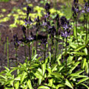Attēlu rezultāti vaicājumam “Swertia perennis flower”