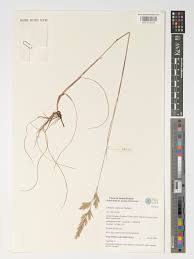 Attēlu rezultāti vaicājumam “Festuca arenaria”