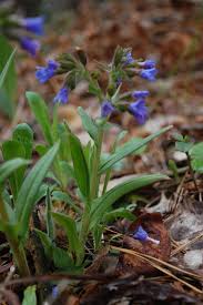 Attēlu rezultāti vaicājumam “Pulmonaria angustifolia leaf”