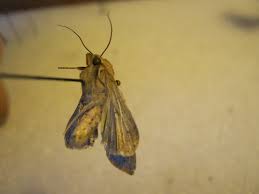 Attēlu rezultāti vaicājumam “Mythimna sp.”