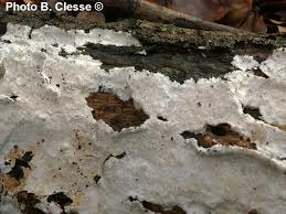 Attēlu rezultāti vaicājumam “Porotheleum fimbriatum”