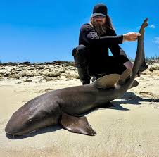 Image result for Ginglymostoma cirratum