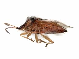 Attēlu rezultāti vaicājumam “Elasmucha ferrugata”