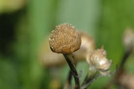 Attēlu rezultāti vaicājumam “Matricaria discoidea”